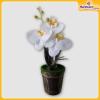 Orchid-Flower-Vase-Hardwaremart29