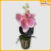 Orchid-Flower-Vase-Hardwaremart38
