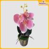 Orchid-Flower-Vase-Hardwaremart39